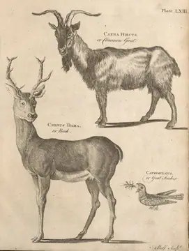 Capra - ibex and stag