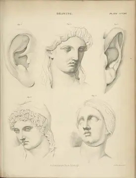 Drawing - the ear and the head