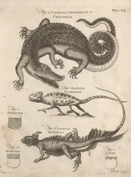 Chameleons and lizards