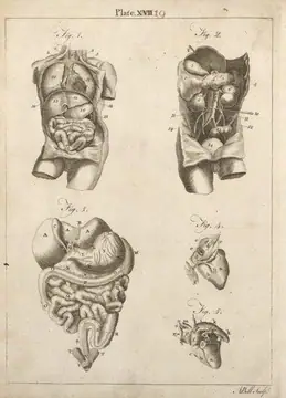 Anatomy - the viscera