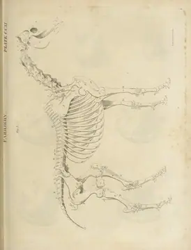 Comparative anatomy - skeleton