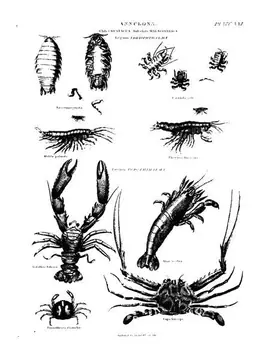Crustacea