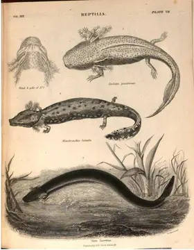 Reptilia - newts and salamanders