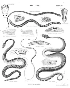 Reptilia - serpents