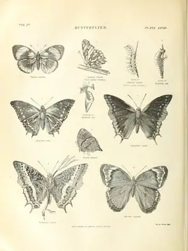 Lepidoptera - butterflies