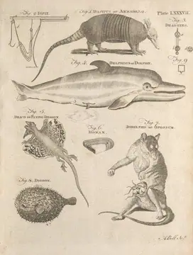 Mammalia - armadillo, dolphin, lion
