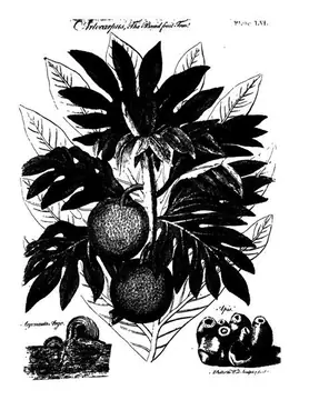 Breadfruit