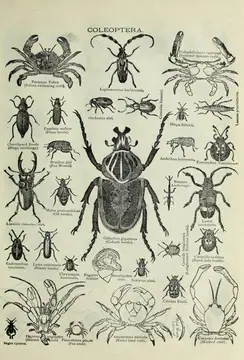 Coleoptera - beetles