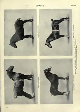 The horse in motion