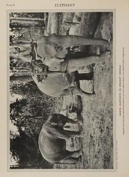 Elephant