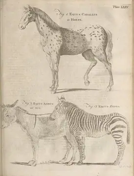 The horse and the zebra