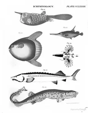 Ichthyology