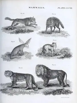Mammalia - tiger and lion