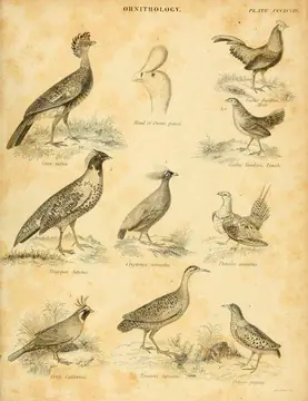 Ornithology - game birds